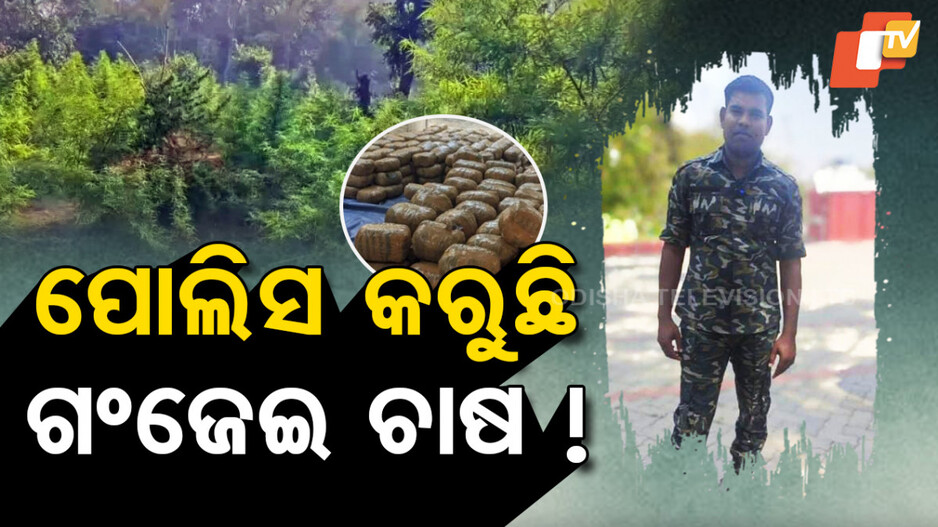 ପୋଲିସ କରୁଛି ଗଂଜେଇ ଚାଷ !