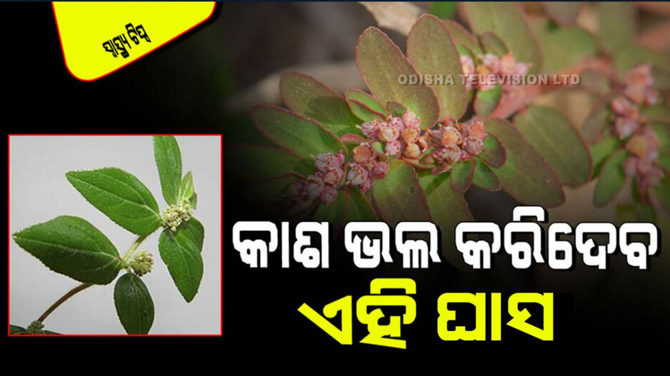 Health Tips: ବିଲ-ବାଡିରେ ଏହି ଘାସ ଦେଖିଲେ ନେଇଆସନ୍ତୁ; ମଧୁମେହ-ଆଜ୍‌ମା ପାଇଁ ଭାରି ଉପକାରୀ