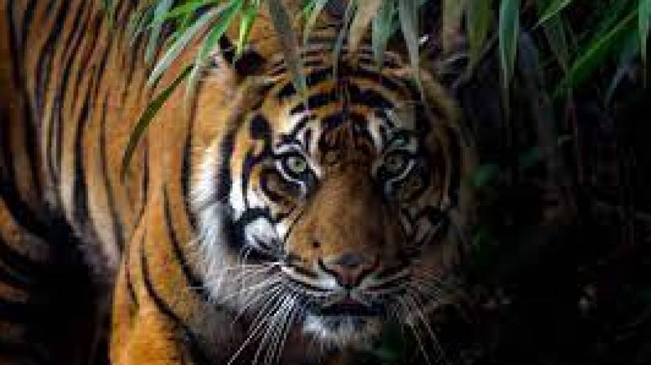 Boy Killed In Leopard Attack Near Chhattisgarh Temple Boy Killed In Leopard Attack Near Chhattisgarh Temple