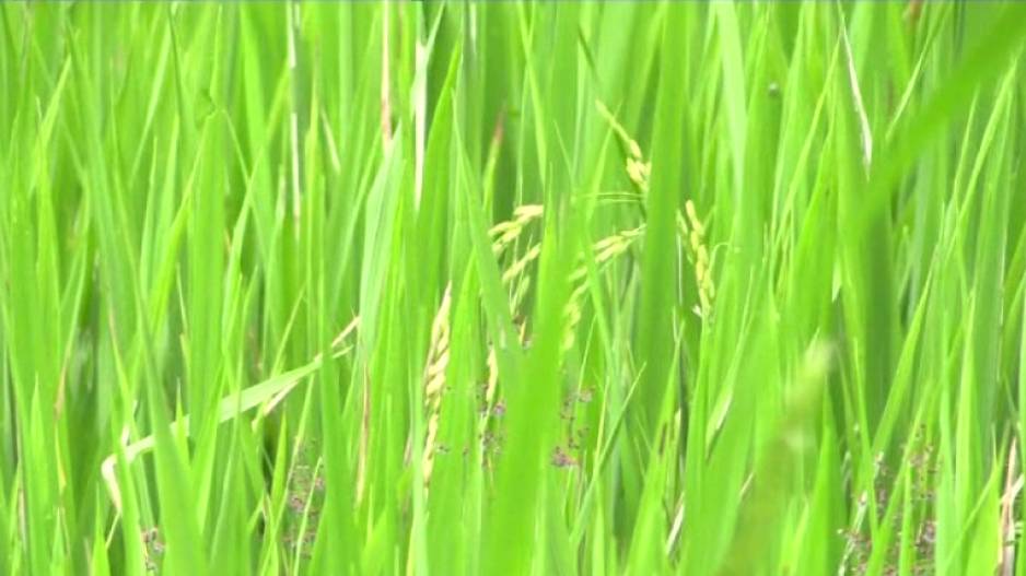 GI Tag Push For Koraput's Indigenous Rice Variety 'Kalajeera'