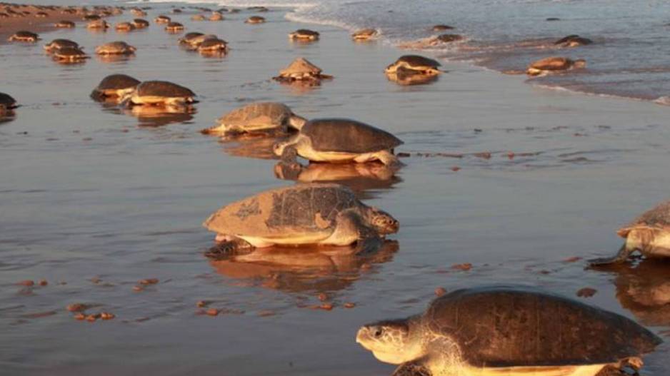 Olive Ridley turtles