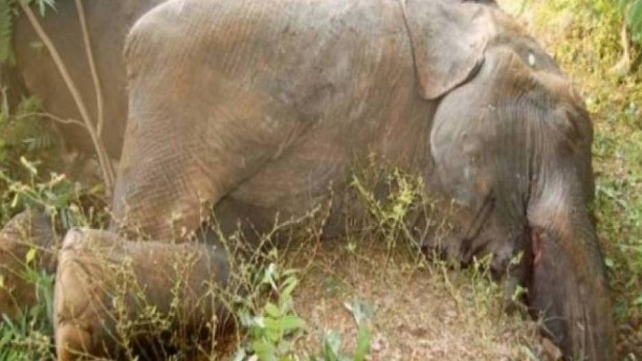 Elephant Poaching in Odisha