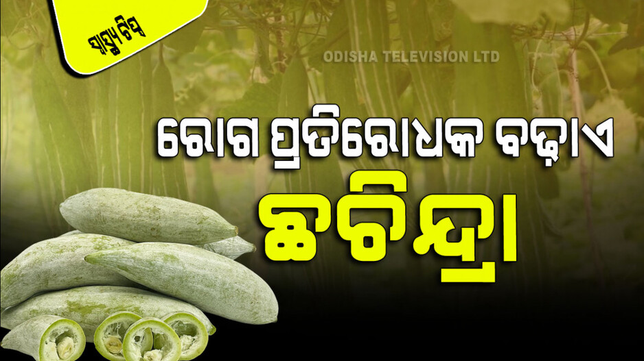 Snake Gourd Health Benefits ମଧୁମେହ ଓ କିଡ୍‌ନୀ ସମସ୍ୟା ପାଇଁ ରାମବାଣ ପରି କାମ କରେ ଛଚିନ୍ଦ୍ରା
