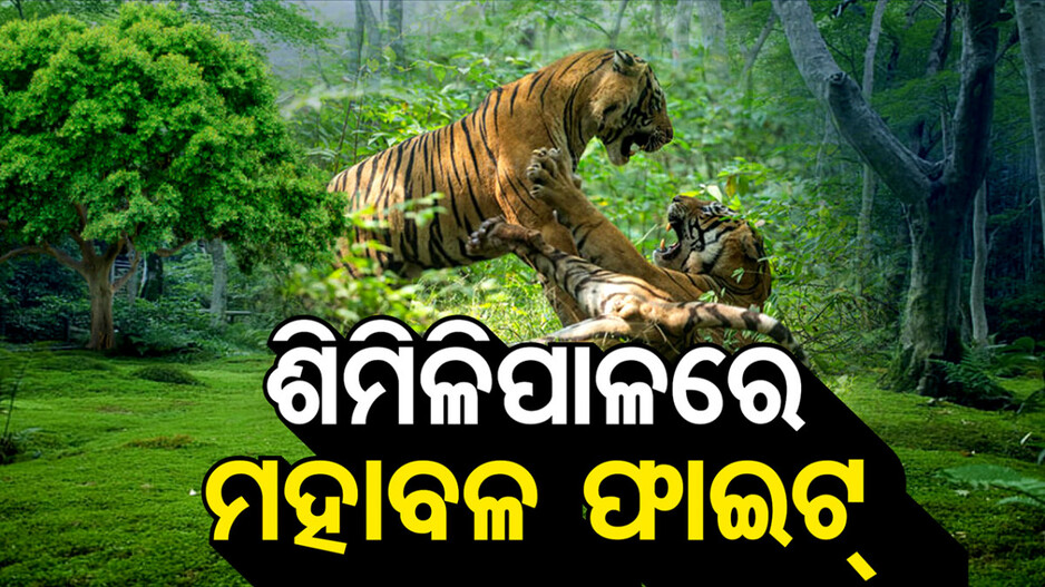 ଶିମିଳିପାଳରେ ମହାବଳଙ୍କ ମହାଫାଇଟ୍‌; କିଏ ଜିତିଲା, କିଏ ଦେଲା ପଛଘୁଞ୍ଚା ? ଜାଣନ୍ତୁ..