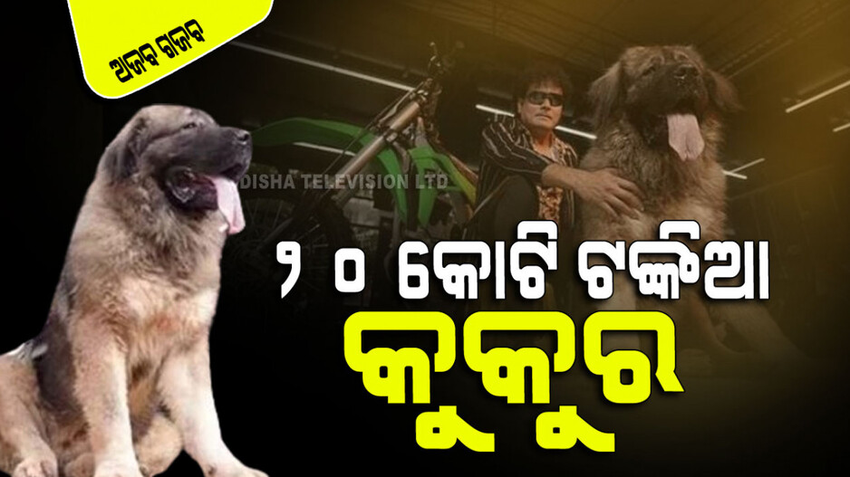 କୁକୁରର ଦାମ ୨୦ କୋଟି; ଖାସ୍ କ’ଣ ଜାଣିଲେ ଆଶ୍ଚର୍ଯ୍ୟ ହେବେ