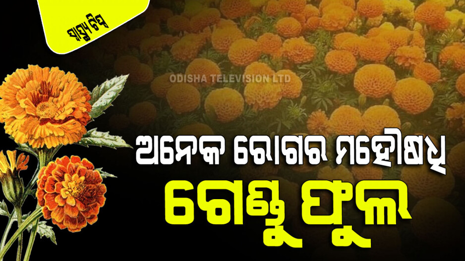 Health Tips: ରୁପି ହେଉଥିଲେ, ଚୁଟି ଝଡୁଥିଲେ ଏମିତି ବ୍ୟବହାର କରନ୍ତୁ ଗେଣ୍ଡୁ ଫୁଲ; ଦୂର ହେବ ସମସ୍ୟା