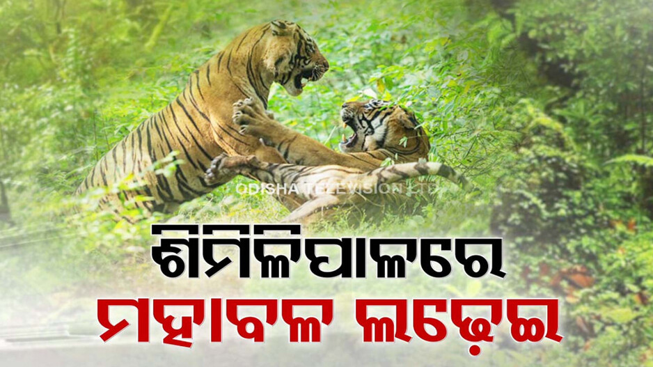 ଜଙ୍ଗଲ ଭିତରେ ଟାଇଗର ଫାଇଟ୍, ଦେଖନ୍ତୁ ଭିଡିଓ...