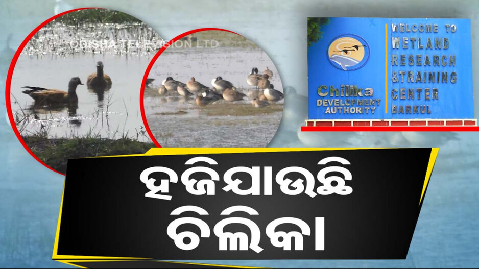 ଚିଲିକାକୁ ମାଡ଼ି ବସୁଛି ନଳ ଘାସ, ଦଳ