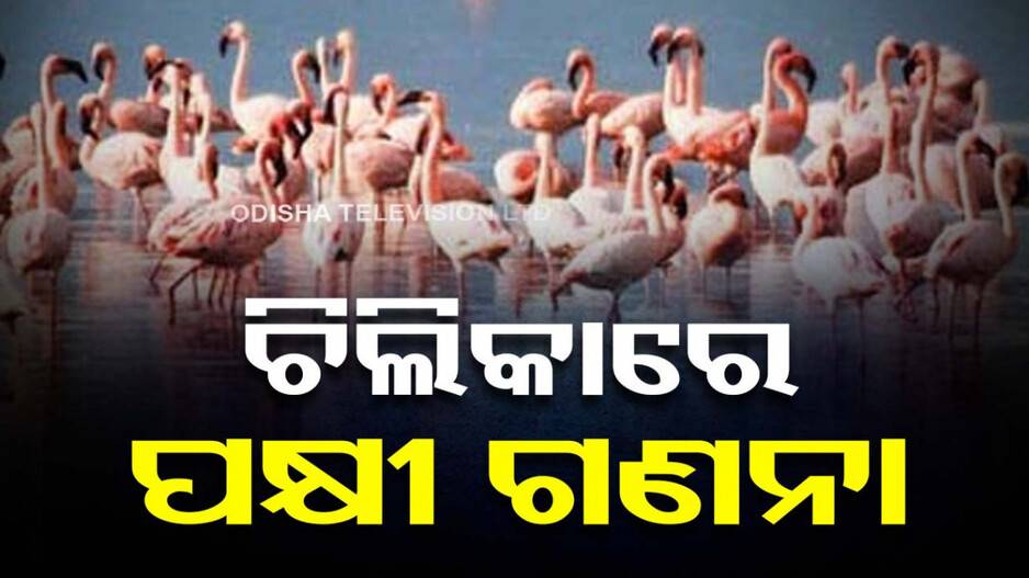 ଆଜିଠୁ ଚିଲିକାରେ ପକ୍ଷୀ ଗଣନା, ୨୧ ଟିମ୍ ନିୟୋଜିତ