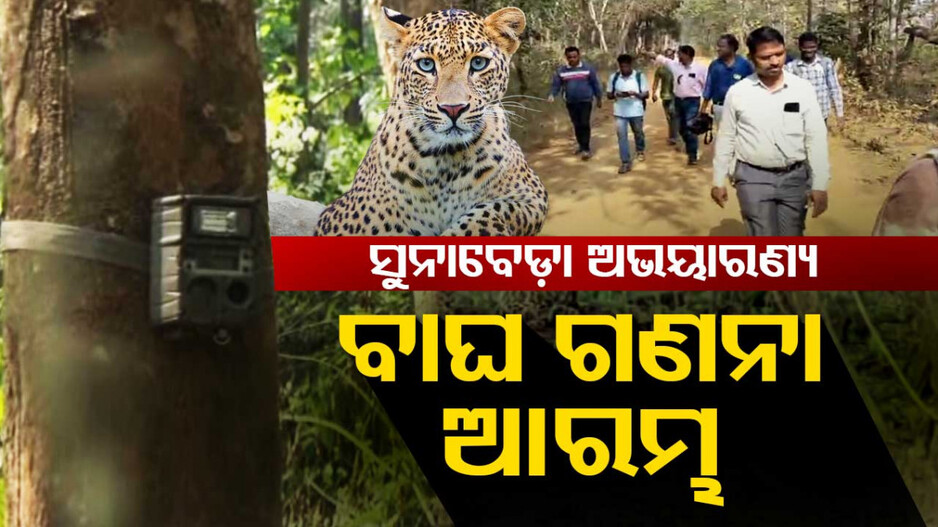 ୮ବର୍ଷ ପରେ ସୁନାବେଡା ଅଭୟାରଣ୍ୟରେ ବାଘ ଗଣନା ଆରମ୍ଭ