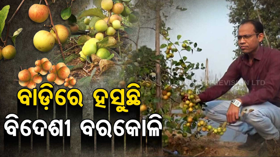 ଥାଇ ବରକୋଳି ଚାଷ ଦେଇଛି ରୋଜଗାର