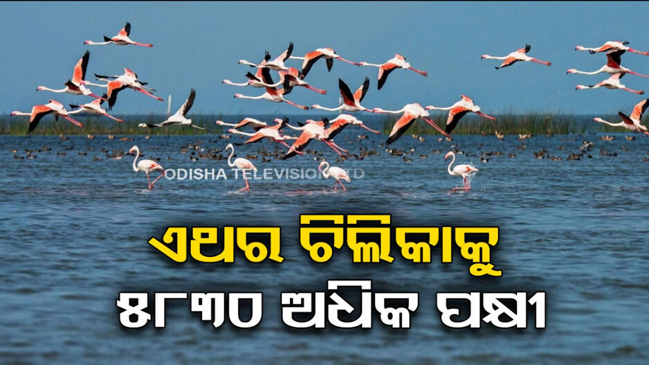 ସରିଲା ପକ୍ଷୀ ଗଣନା; ଏଥର ୧୮୭ ପ୍ରଜାତିର ୧୧ଲକ୍ଷ ୩୭ ହଜାର ୭୫୯ ପକ୍ଷୀ