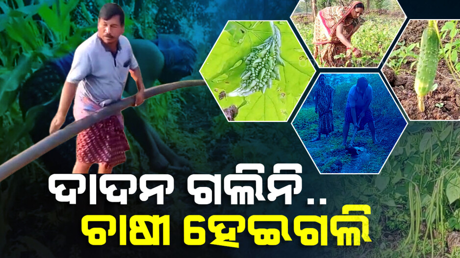 ଦାଦନ ଖଟିବାକୁ ଗଲିନି.. ମୋ ଗାଁରେ ଚାଷୀ ହେଇଗଲି..