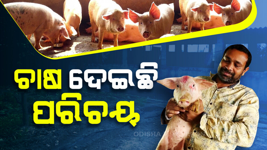 ଧଳା ଘୁଷୁରୀ ଚାଷରୁ ଲକ୍ଷପତି