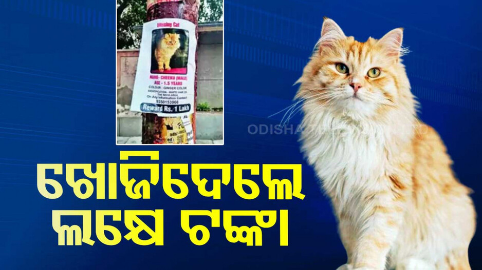 ହଜିଯାଇଛି ଚିକୁ; ଖୋଜି ଆଣିଦେଲେ ମିଳିବ ୧ ଲକ୍ଷ ଟଙ୍କା..