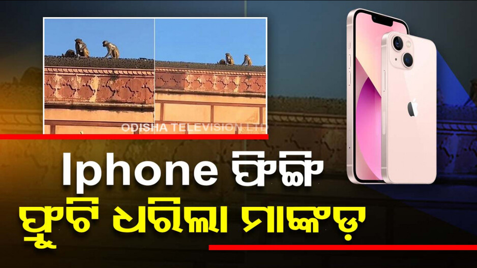 ଦେଖନ୍ତୁ ଭିଡିଓ..! ଫ୍ରୁଟି ପାଇଁ କେମିତି ଆଇଫୋନ୍‌କୁ ଫିଙ୍ଗିଦେଲା ମାଙ୍କଡ଼...