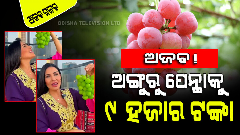୯ ହଜାର ଟଙ୍କା ଦେଇ ମହିଳା କିଣିଲେ ଗୋଟିଏ ପେନ୍ଥା ଅଙ୍ଗୁର; ହେଲେ ଖାଇଲେନି କାହିଁକି…