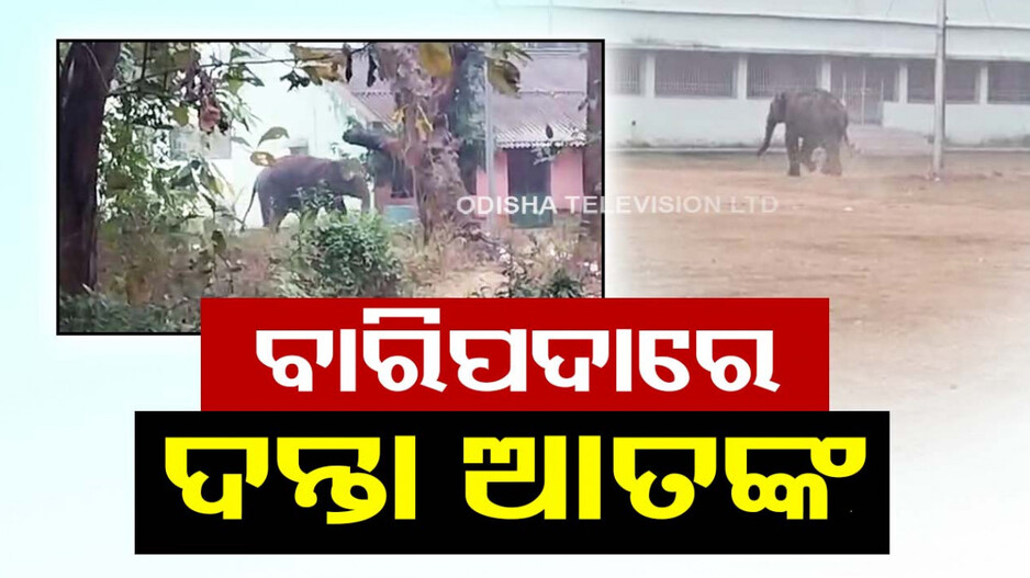 ବାରିପଦା ସହରରେ ଦନ୍ତା ଉତ୍ପାତ, ଗୋଡ଼ାଇ ଗୋଡ଼ାଇ କରୁଛି ଆକ୍ରମଣ