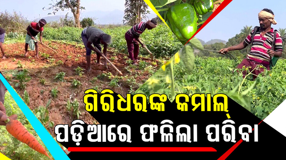 ପଡ଼ିଆରେ ଫଳିଲା ପରିବା.. ଗିରିଧର କଲେ ଏମିତି କମାଲ୍..