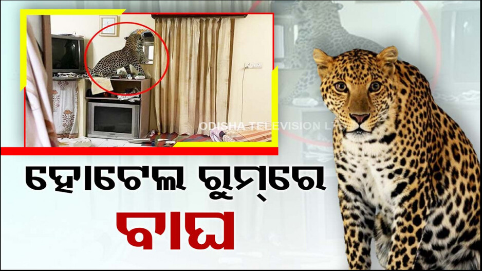 ହୋଟେଲ ରୁମ୍‌ରେ ପଶିଲା କଲରାପତରିଆ ବାଘ ! ଦେଖନ୍ତୁ ଭିଡିଓ...