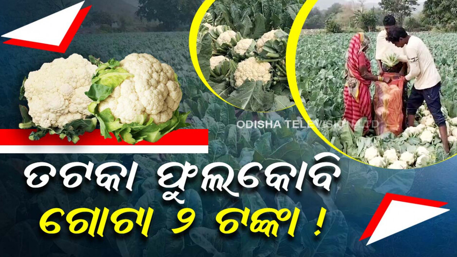 ଫୁଲକୋବି ଫୁଲକୋବି.. ଗୋଟା ୨ ଟଙ୍କା !