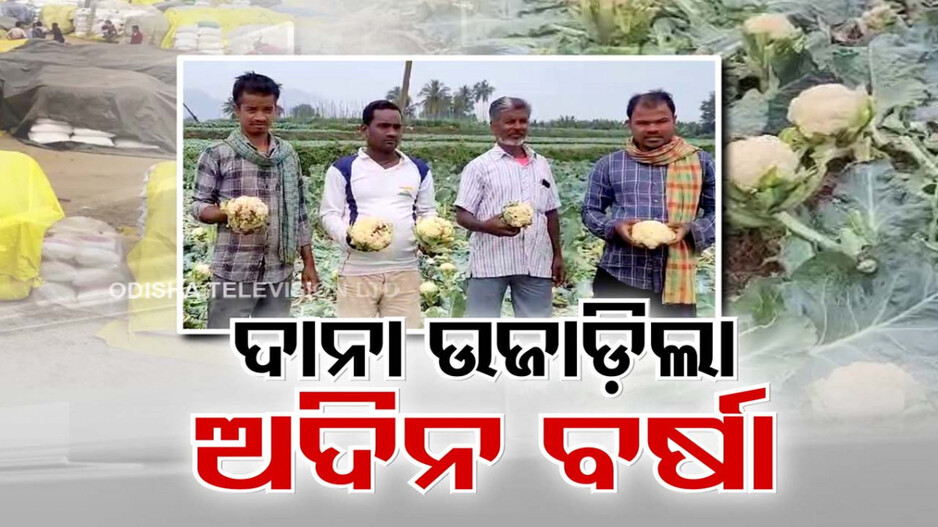 ଅଦିନ ମେଘ ଉଜାଡ଼ିଲା ଦାନା; ସଢି ଯାଉଛି କଞ୍ଚା ପରିବା, ଚାଷୀ ମୁଣ୍ଡରେ ଚଡ଼କ