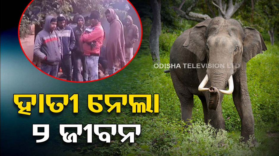 ମାତିଲା ଦନ୍ତାହାତୀ; ନେଲା ୨ଜଣଙ୍କ ଜୀବନ