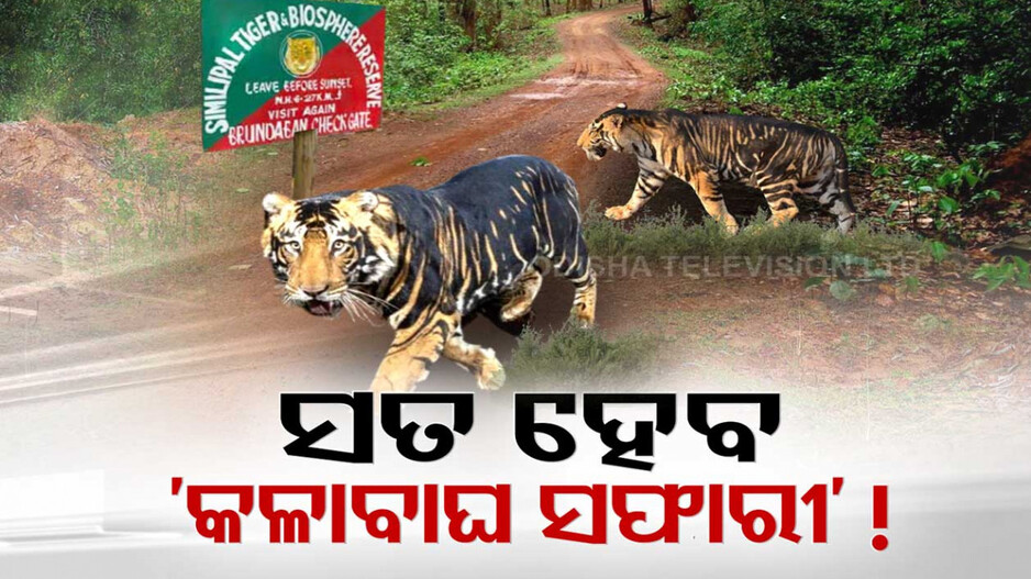 ସତ ହେବ ଶିମିଳିପାଳ କଳାବାଘ ସଫାରୀ !