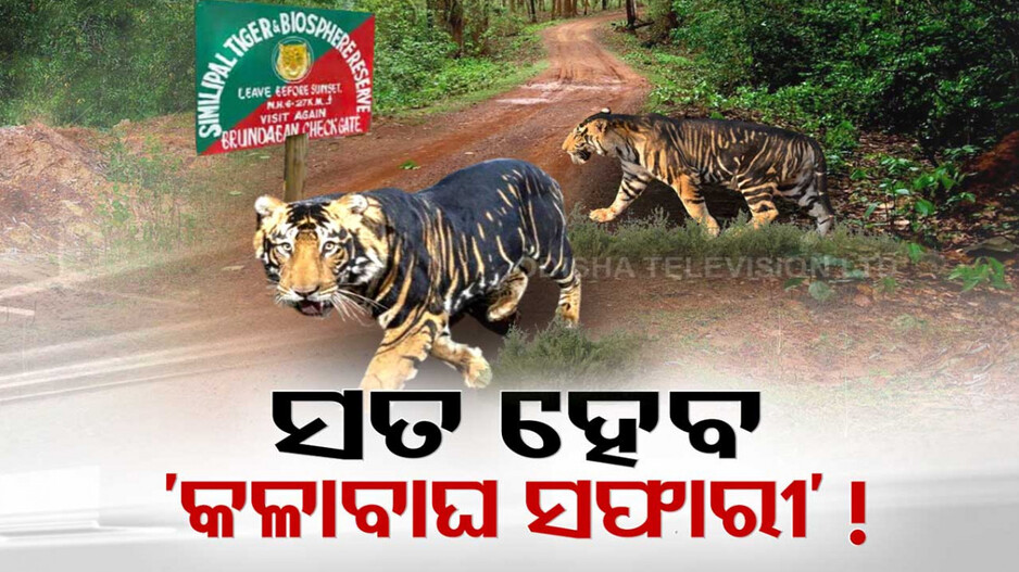 କଳାବାଘ ସଫାରୀ ନାଁରେ ଭୁଆଁ ବୁଲାଉଛନ୍ତି କି ସରକାର?