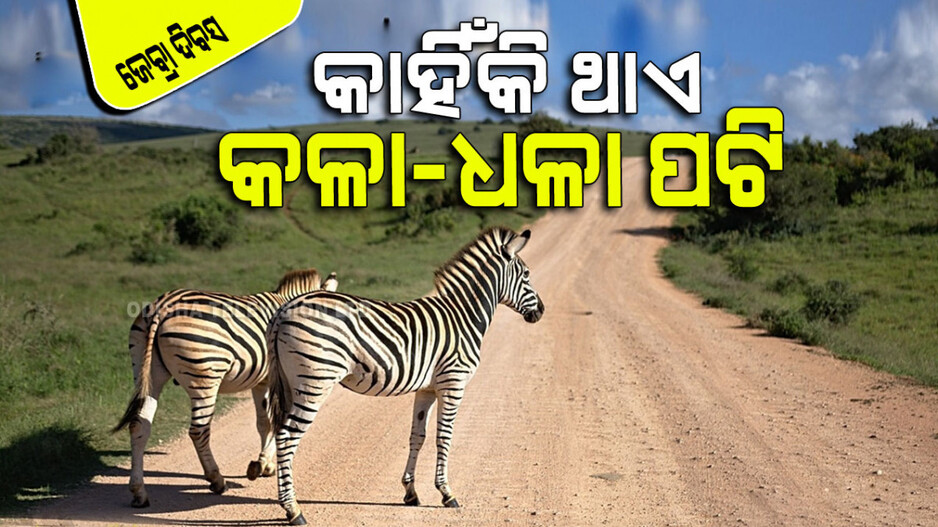 International Zebra Day 2024: ଜେବ୍ରା ଶରୀରରେ କାହିଁକି ଥାଏ ଲମ୍ବା ଲମ୍ବା ପଟି