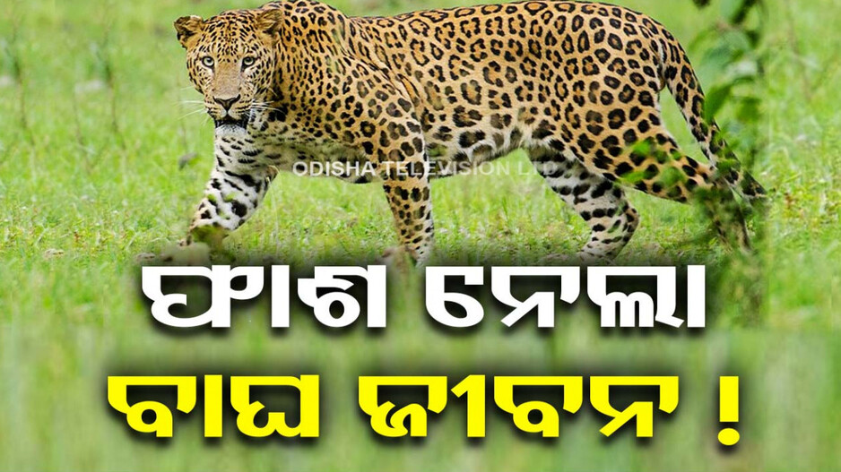 ପୁଣି ଏକ କଲରାପତରିଆ ବାଘ ମୃତ...ଶିକାରୀ ଫାଶରେ ପଡ଼ିଥିବା ଅନୁମାନ