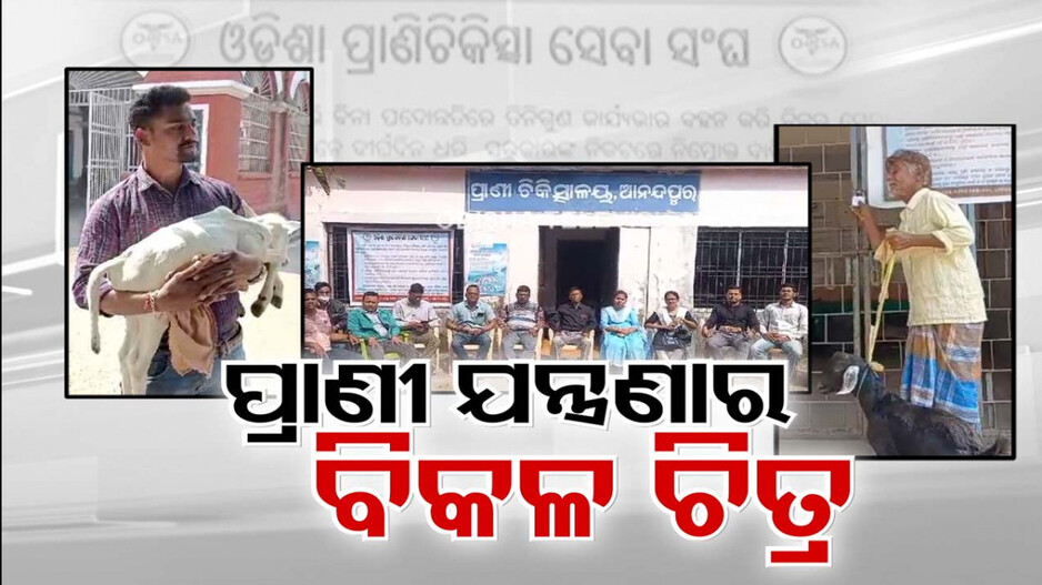 ଅସୁସ୍ଥ କଅଁଳା ବାଛୁରୀ ଧରି କଲେକ୍ଟରଙ୍କୁ ଗୁହାରି, ଚିକିତ୍ସା ନପାଇ ଛଟପଟ ଗର୍ଭିଣୀ ଗାଈ