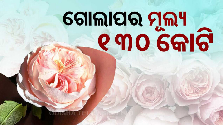 Rose Day: ଗୋଟିଏ ଗୋଲାପର ଦାମ୍‌ ୧୩୦ କୋଟି, ଏତିକି ଦିନ ରହିବ ସତେଜ...