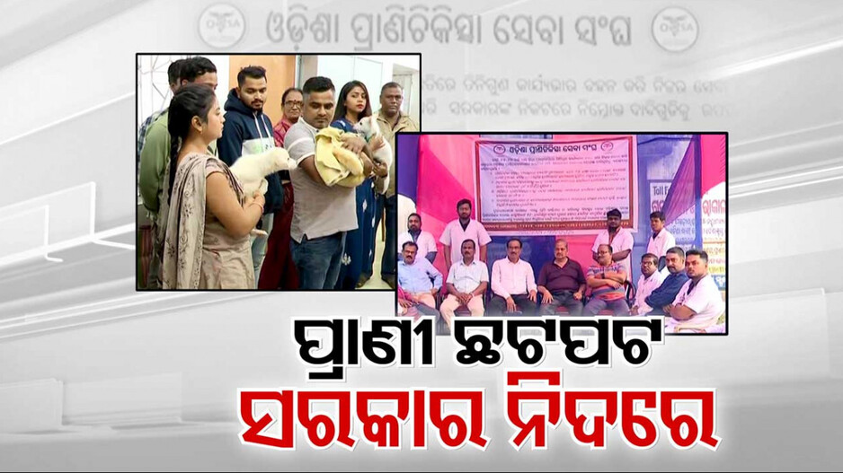 କୁମ୍ଭକର୍ଣ୍ଣ ନିଦ୍ରାରେ ସରକାର; ଆନ୍ଦୋଳନରେ ପଶୁ ଡାକ୍ତର, ଚାରିଆଡେ ପ୍ରାଣୀ ଯନ୍ତ୍ରଣାର ପୁଳାପୁଳା ଚିତ୍ର