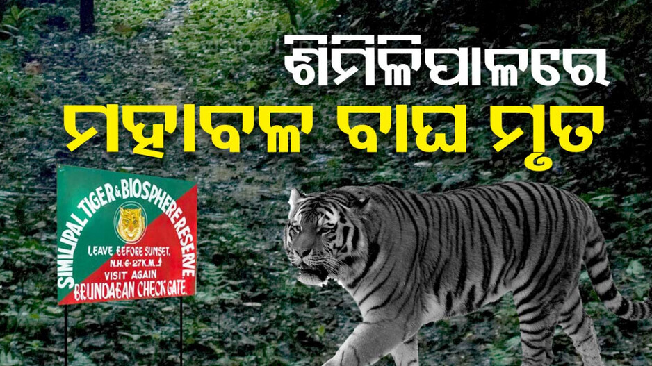 ଶିମିଳିପାଳରେ ମହାବଳ ବାଘର ମୃତ୍ୟୁ...ଠାବ ହେଲା ମୃତଦେହ