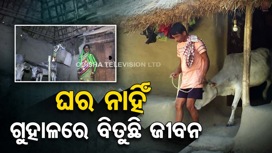 ମୁଣ୍ଡ ଗୁଞ୍ଜିବାକୁ ଘର ନାହିଁ, ଗୁହାଳରେ କଟୁଛି ଦିନ