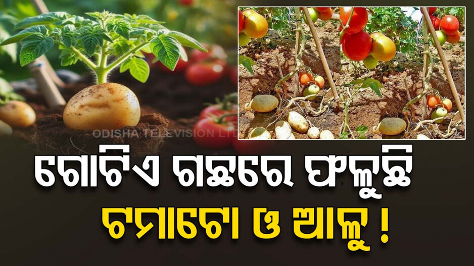 ଆଶ୍ଚର୍ଯ୍ୟ ! ଚାଷୀଙ୍କ ନୂଆ କୌଶଳ...ଗୋଟିଏ ଗଛରେ ଫଳୁଛି ଟମାଟୋ ଓ ଆଳୁ !