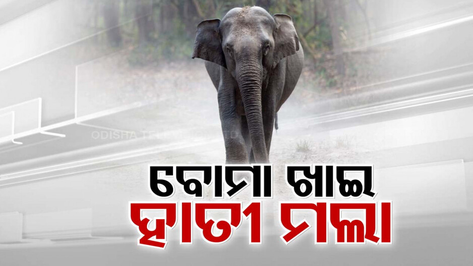 ଅସୁରକ୍ଷିତ ଅଭୟାରଣ୍ୟ, ସୀମା ଟପିଲା ଶିକାରୀଙ୍କ ବର୍ବରତା