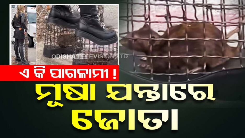 ଫ୍ୟାସନ ଜଲୱା…ଜୋତାରେ ମୂଷା ଭର୍ତ୍ତି କରି ଚାଲିଲେ ମହିଳା...ଭିଡିଓ ଭାଇରାଲ୍