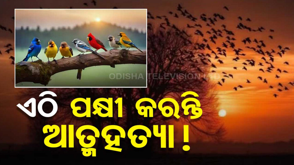ଏମିତି ଏକ ରହସ୍ୟମୟ ଗାଁ; ଯେଉଁଠି ମଣିଷ ନୁହେଁ ପକ୍ଷୀ କରନ୍ତି ଆତ୍ମହତ୍ୟା !