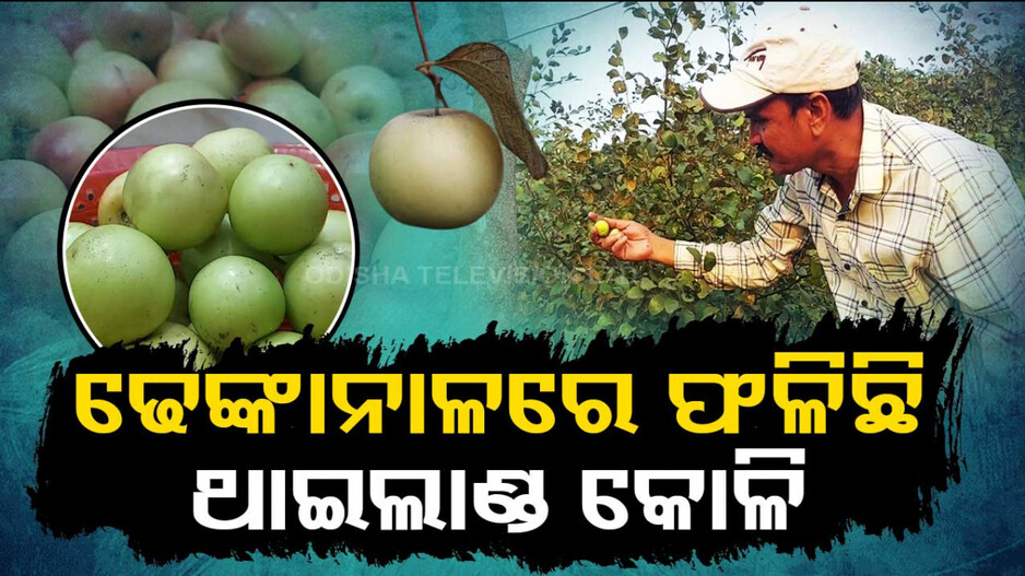 ଢେଙ୍କାନାଳରେ ଫଳିଛି ଥାଇଲାଣ୍ଡ ରେଡ୍ ଆପୁଲ ବେରୀ