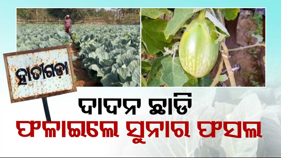 ଦୃଢ ଇଛାଶକ୍ତି ଥିଲେ ସବୁ ସମ୍ଭବ; ଦାଦନ ଛାଡି ଗାଁରେ ଫଳାଇଲେ ସୁନାର ଫସଲ