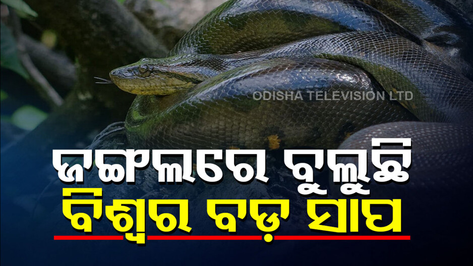 ଜଙ୍ଗଲରେ ବୁଲୁଛି ବିଶ୍ୱର ସବୁଠୁ ବଡ଼ ସାପ; ୨୬ ଫୁଟ୍‌ ଲମ୍ବ, ୨ କ୍ୱିଣ୍ଟାଲ୍ ଓଜନ