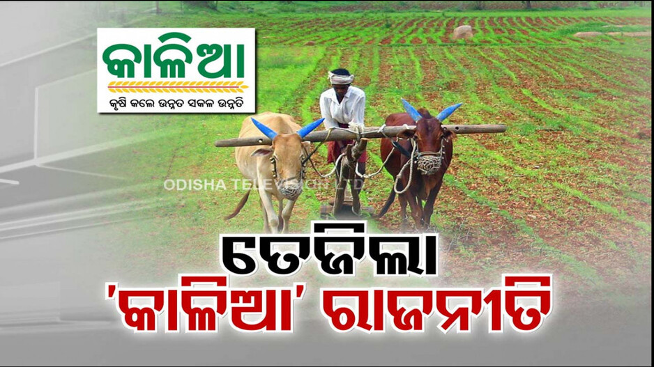 ବଢିଲା କାଳିଆ ଯୋଜନା ଅବଧି; ତେଜିଲା ରାଜନୀତି