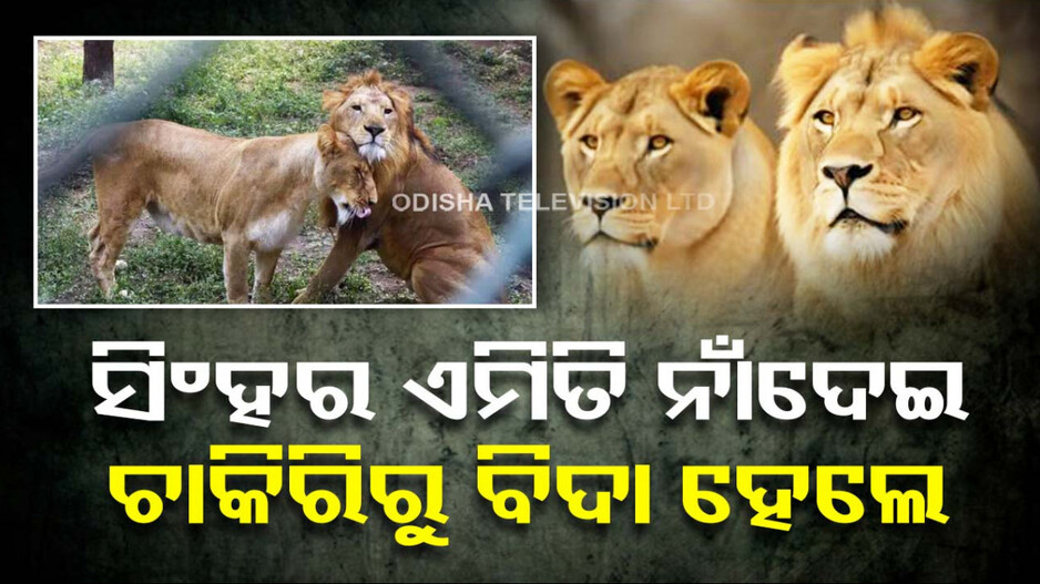 ସିଂହ ଯୋଡ଼ିଙ୍କ ନାମ ‘ଆକବର-ସୀତା’ ଦେଇ ଫସିଲେ ଜଙ୍ଗଲ ଅଧିକାରୀ, ହେଲେ ନିଲମ୍ୱିତ...