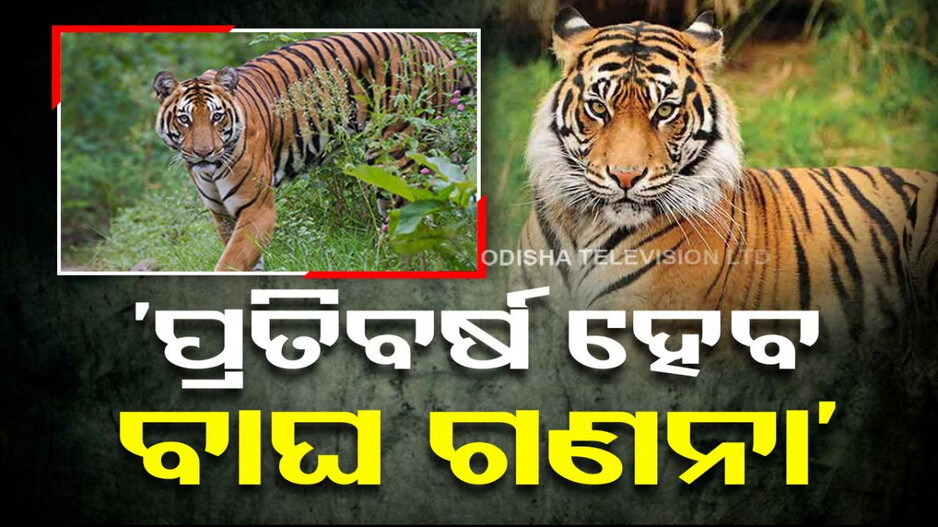 ଚିନ୍ତା ବଢ଼ାଇଲା କଳା ବାଘ; ଏଣିକି ଓଡ଼ିଶାରେ ପ୍ରତି ବର୍ଷ ହେବ ବାଘ ଗଣନା... 