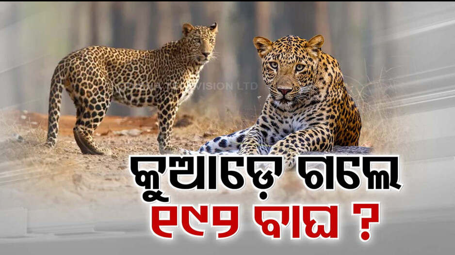 ରାଜ୍ୟରୁ କୁଆଡ଼େ ଗଲେ ୧୯୨ କଲରାପତରିଆ ବାଘ ?