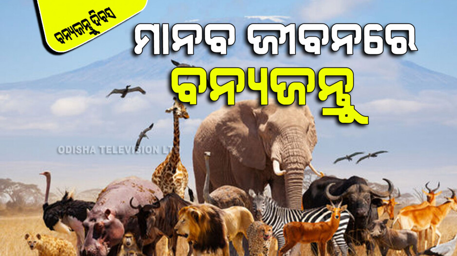 World Wildlife Day 2024: ଭାରତରେ ୯୦୦ ରୁ ଅଧିକ ପଶୁ ପ୍ରଜାତି ବିପଦରେ