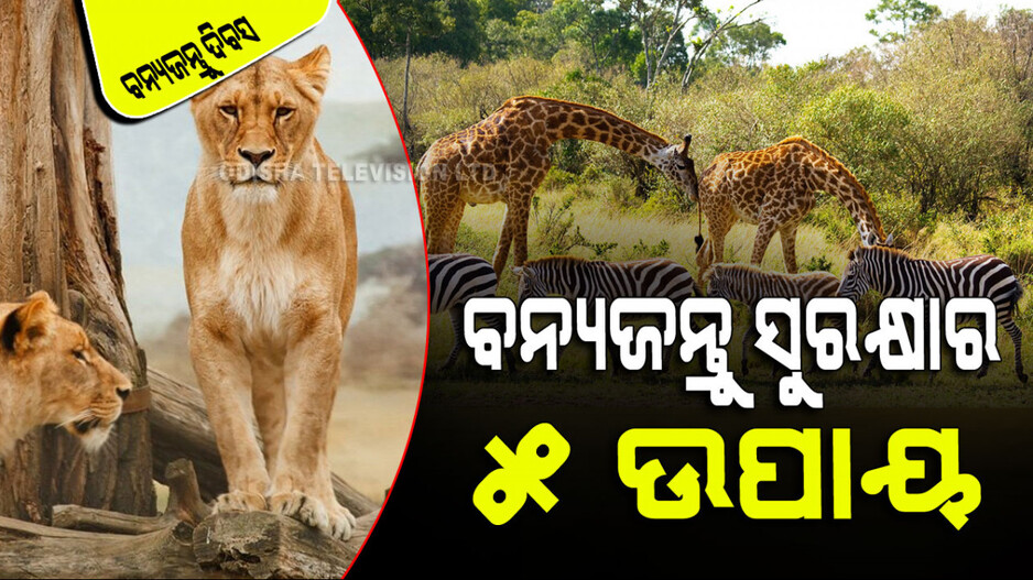 World Wildlife Day 2024: ଆପଣ ଯଦି ବନ୍ୟଜନ୍ତୁଙ୍କୁ ସୁରକ୍ଷା ଦେବାକୁ ଚାହାନ୍ତି ତେବେ ଆପଣାନ୍ତୁ ଏହି ୫ ସରଳ ଉପାୟ
