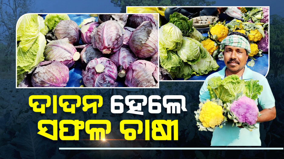 ରଙ୍ଗବେରଙ୍ଗର କୋବି ଚାଷ କରି ସଫଳ ଆଦିବାସୀ ପୁଅ ବରୁଣ